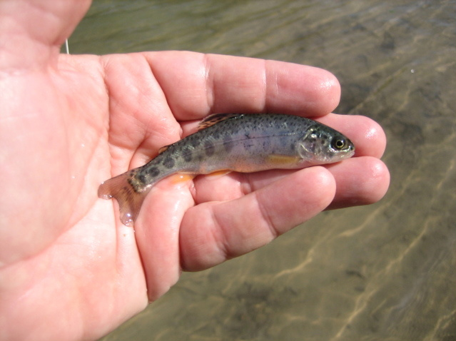 Baby Trout Pictures