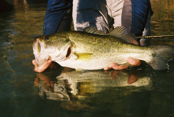 San Marcos River Fly Fishing Guide