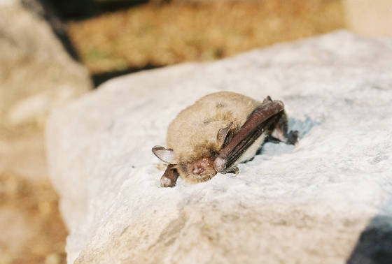 Devils River, Mexican Free-tailed Bat
