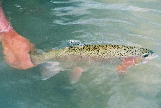 Fly Fishing Texas Rainbow Trout 