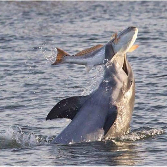 Fly Fishing the Texas Coast for Redfish and Speckled Trout