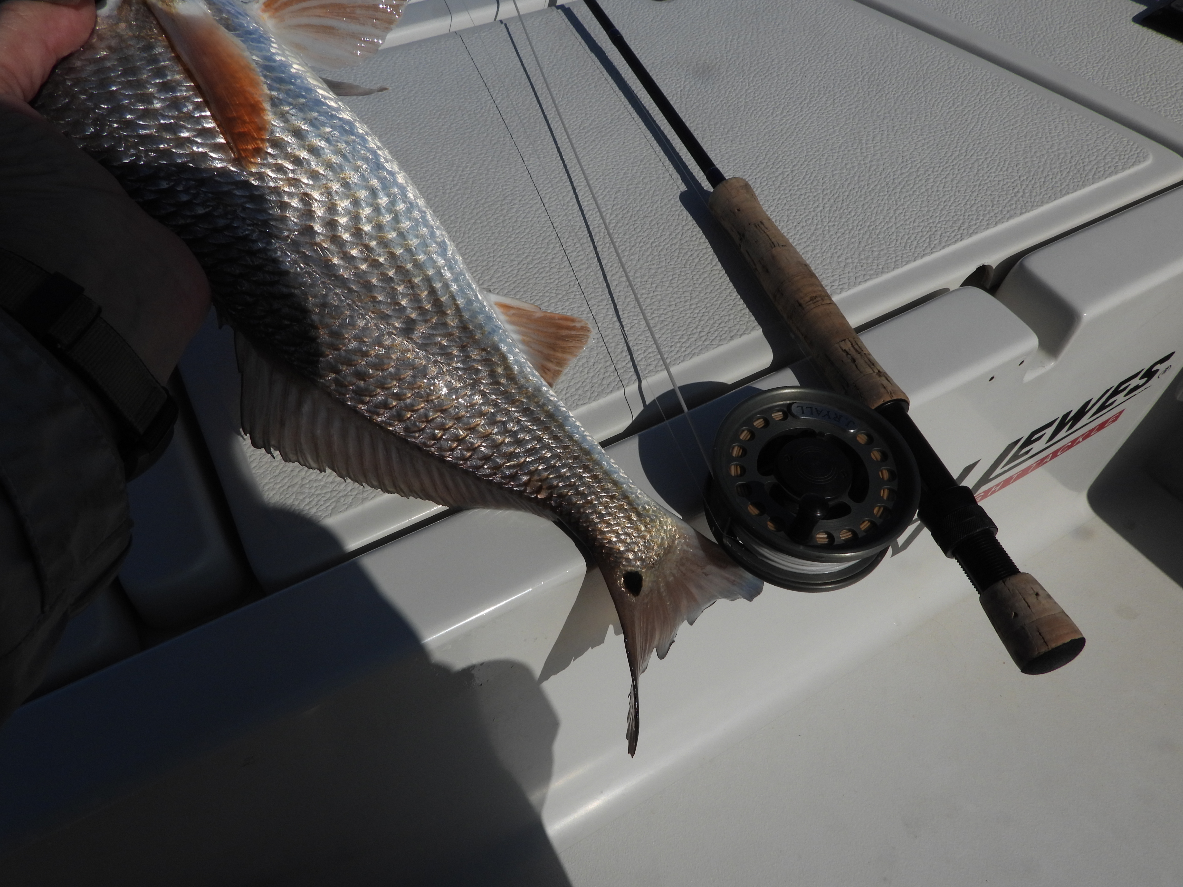Fly Fishing for Redfish at the Texas Coast