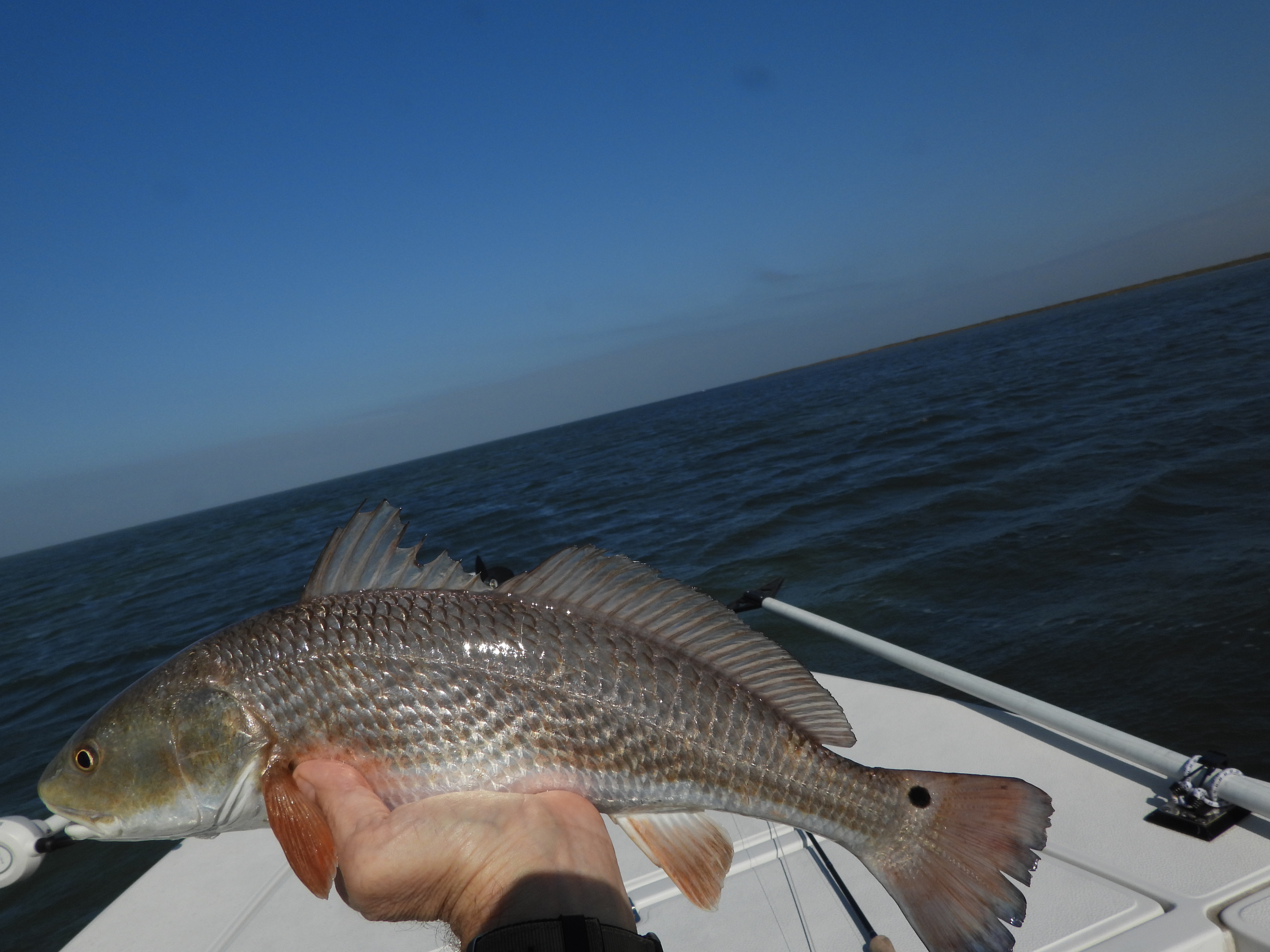 Fly Fishing the Texas Coast for Redfish and Speckled Trout